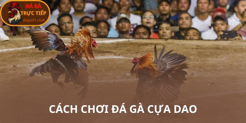 Cách chơi đá gà cực dao tại đá gà trực tiếp 01