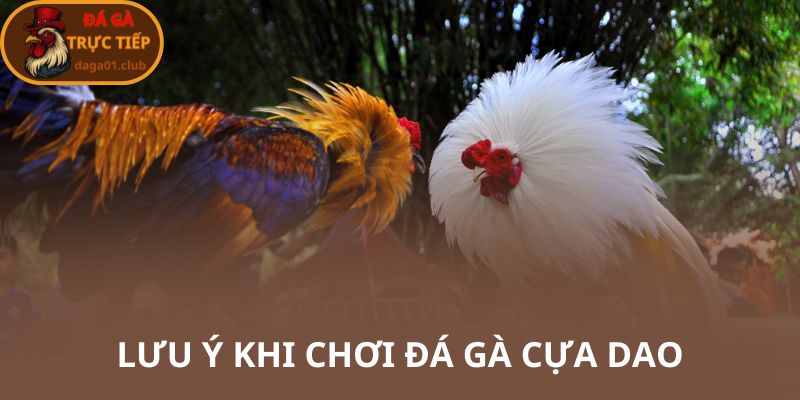 Lưu ý khi chơi đá gà cựa dao