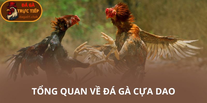 Tổng quan về đá gà cực dao