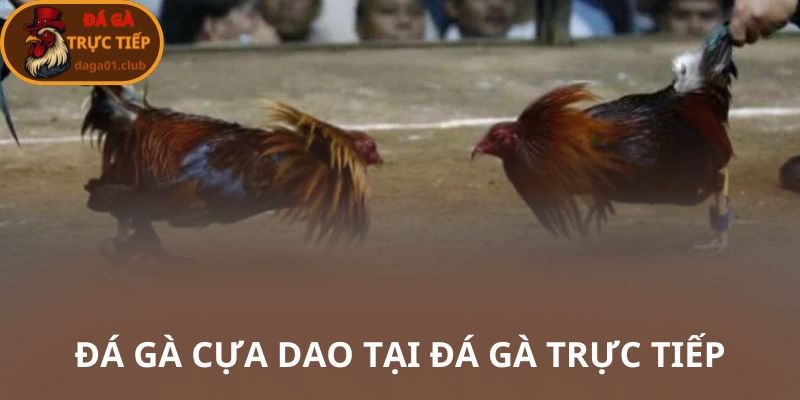 Đá gà cựa dao tại đá gà trực tiếp