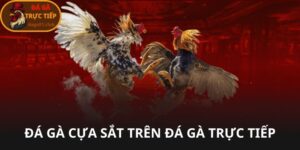 Đá gà cựa sắt tại đá gà trực tiếp