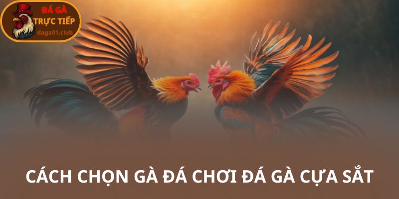 Cách chọn gà trong trận đá gà cực sắt