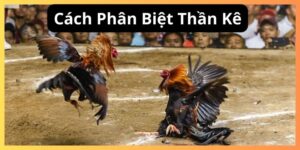 Cách phân biệt thần kê tại đá gà trực tiếp