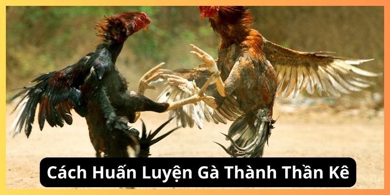 Cách huấn luyện thần kê