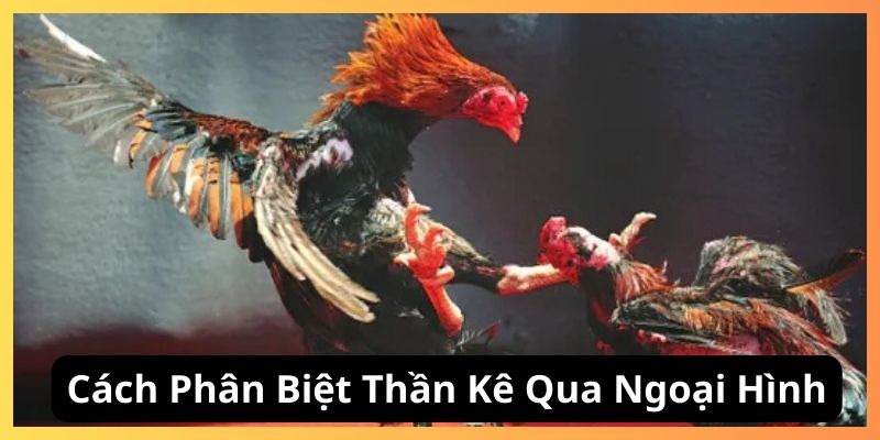Cách phân biệt thần kê qua ngoại hình