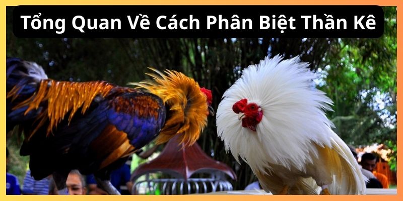 Tổng quan về cách phân biệt thần kê
