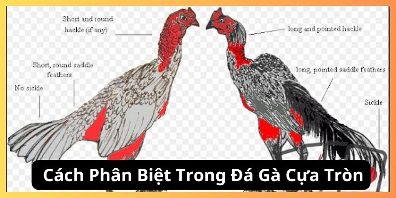 Cách chọn gà trong trận đá gà cựa tròn