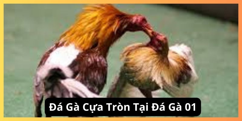 Đá gà cựa tròn tại đá gà 01