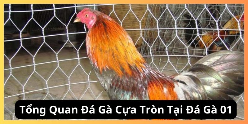 Tổng quan về đá gà cựa tròn tại đá gà 01