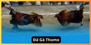 Đá gà thomo tại Đá gà 01