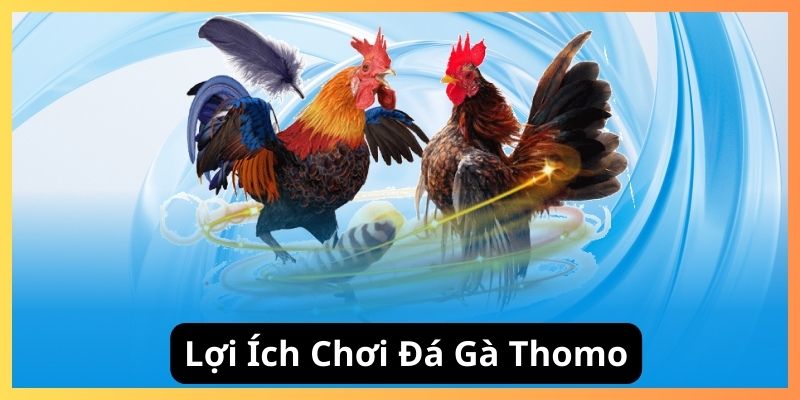 Lợi ích khi chơi đá gà thomo tại Đá gà 01
