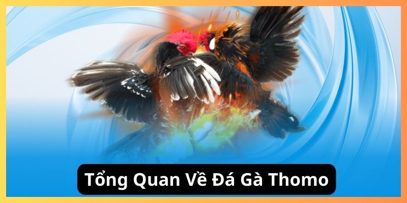 Tổng quan về đá gà thomo tại Đá Gà 01